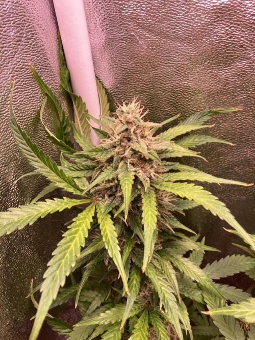 PINEAPPLE GLUE🍍🦍& PassionFruitz. Week 12