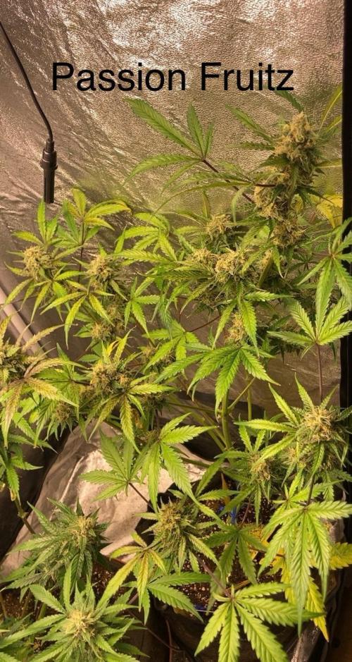 PINEAPPLE GLUE🍍🦍& PassionFruitz. Week 12