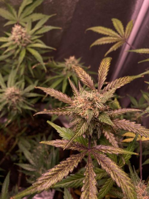 PINEAPPLE GLUE🍍🦍& PassionFruitz. Week 12