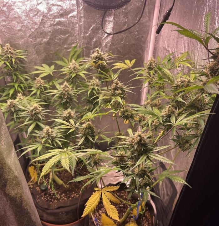 PINEAPPLE GLUE🍍🦍& PassionFruitz. Week 13