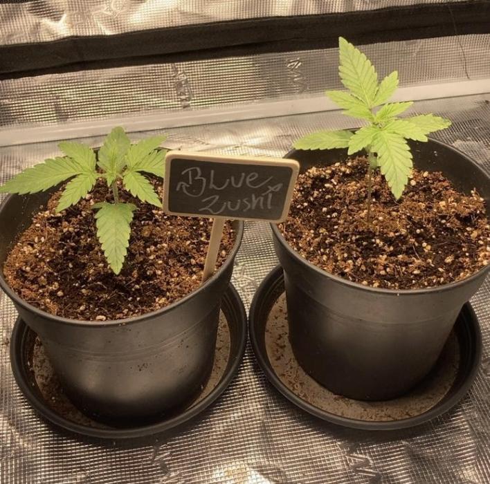 BLUE ZUSHI 🔵🍣. Week 2