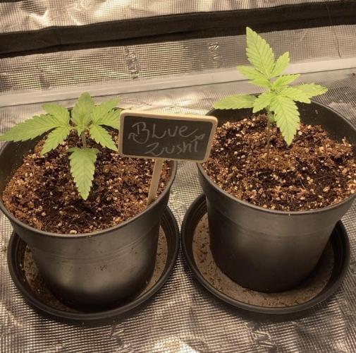 BLUE ZUSHI 🔵🍣 — week 2