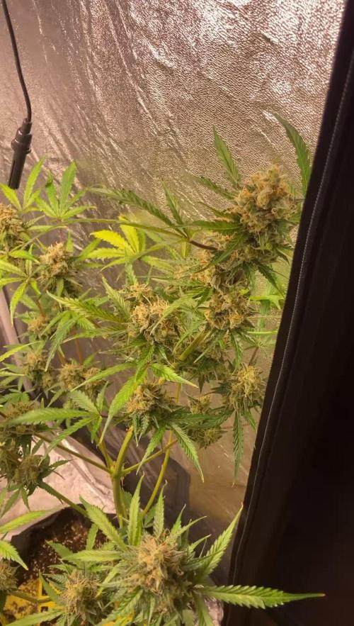 PINEAPPLE GLUE🍍🦍& PassionFruitz