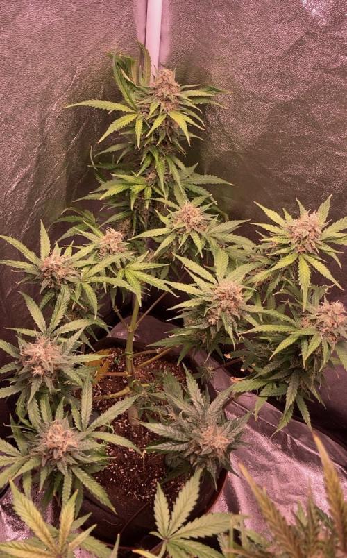 PINEAPPLE GLUE🍍🦍& PassionFruitz. Week 14