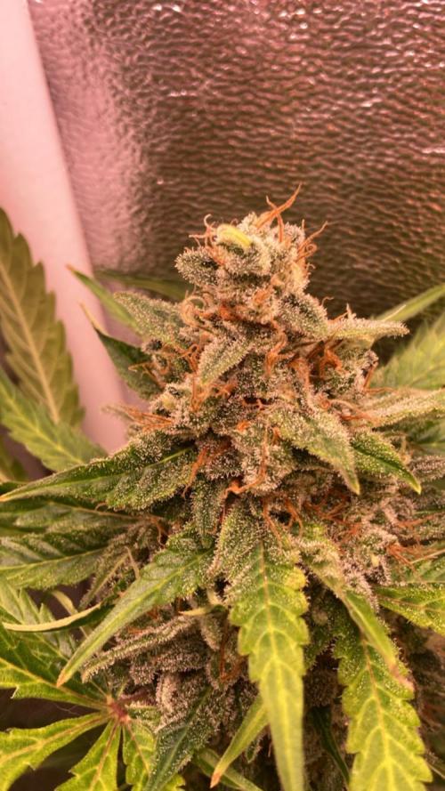 PINEAPPLE GLUE🍍🦍& PassionFruitz. Week 14