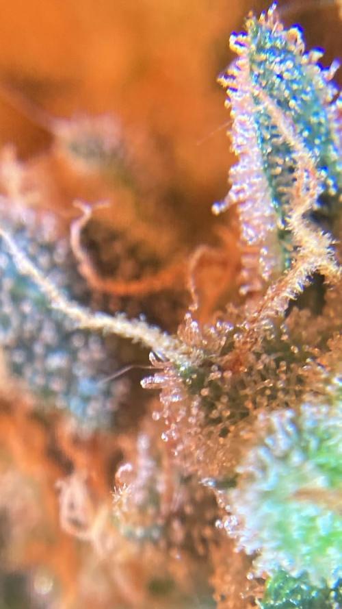 PINEAPPLE GLUE🍍🦍& PassionFruitz. Week 14