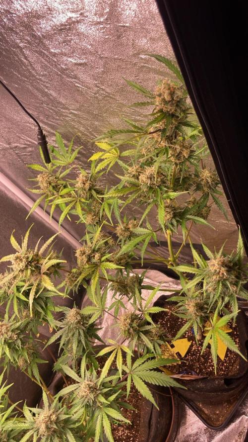 PINEAPPLE GLUE🍍🦍& PassionFruitz. Week 14