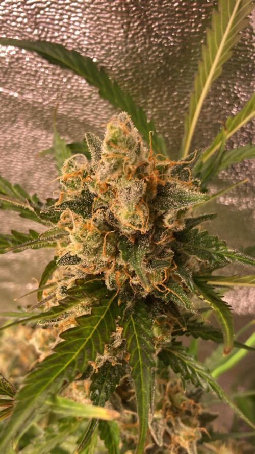 PINEAPPLE GLUE🍍🦍& PassionFruitz. Week 14