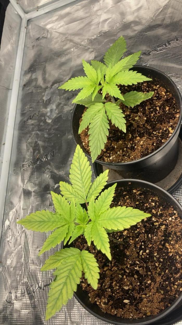 BLUE ZUSHI 🔵🍣. Week 3