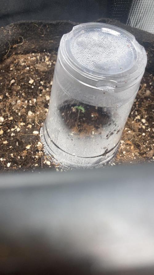 Mimosa Sunrise 🍊XXL. Week 0