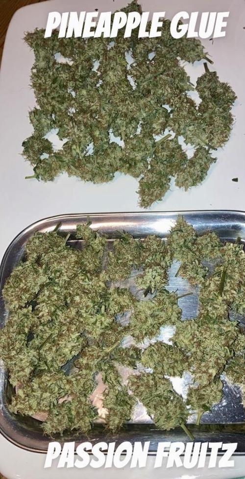 PINEAPPLE GLUE🍍🦍& PassionFruitz. Week 15