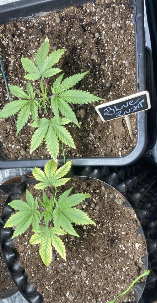 BLUE ZUSHI 🔵🍣. Week 4