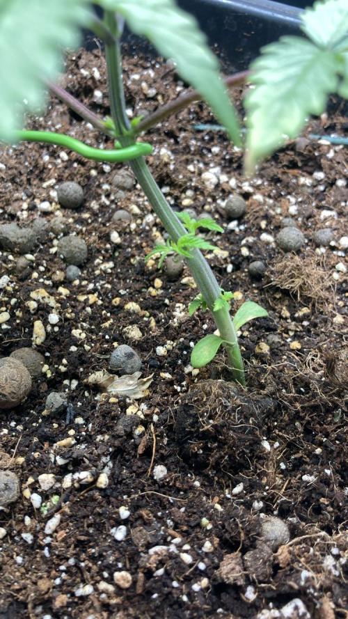 BLUE ZUSHI 🔵🍣. Week 4