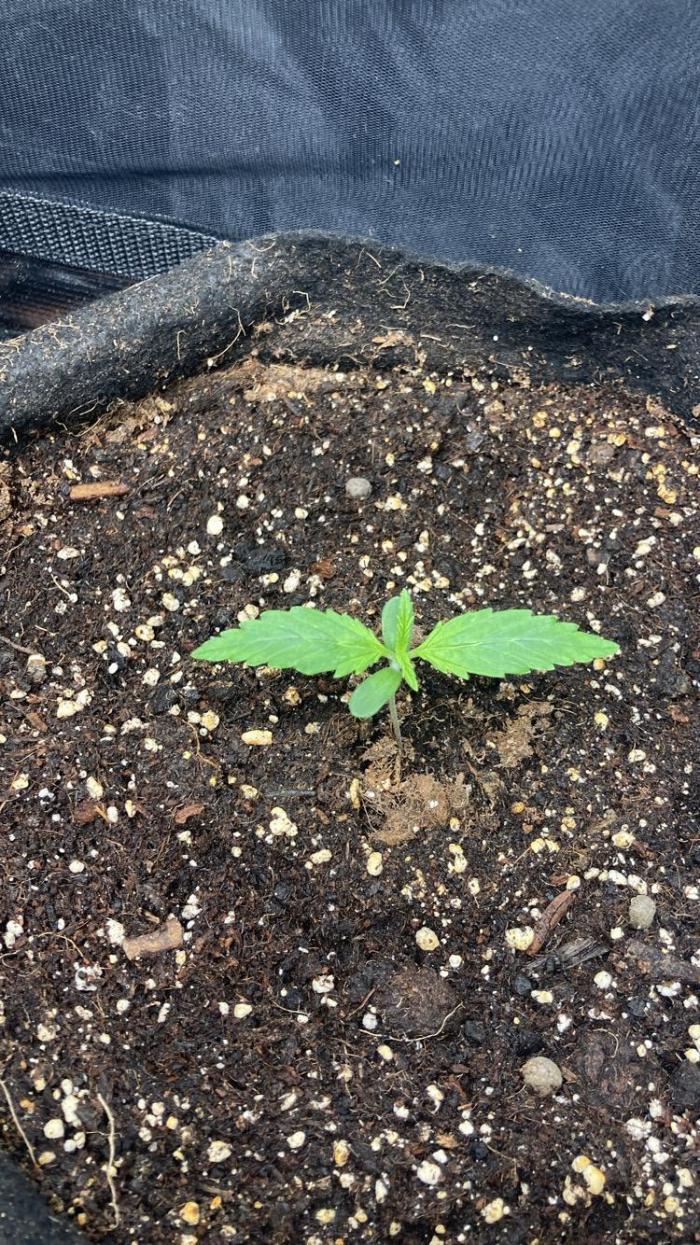 Mimosa Sunrise 🍊XXL. Week 1
