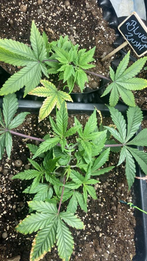BLUE ZUSHI 🔵🍣. Week 5