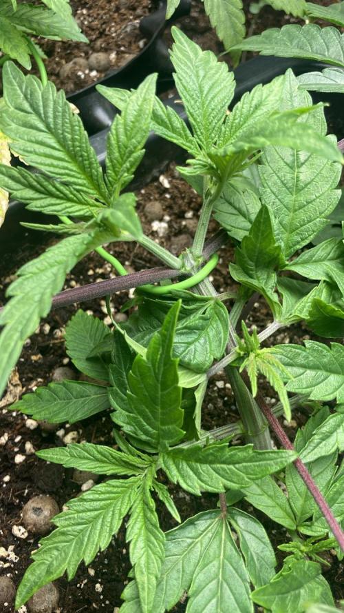 BLUE ZUSHI 🔵🍣. Week 5