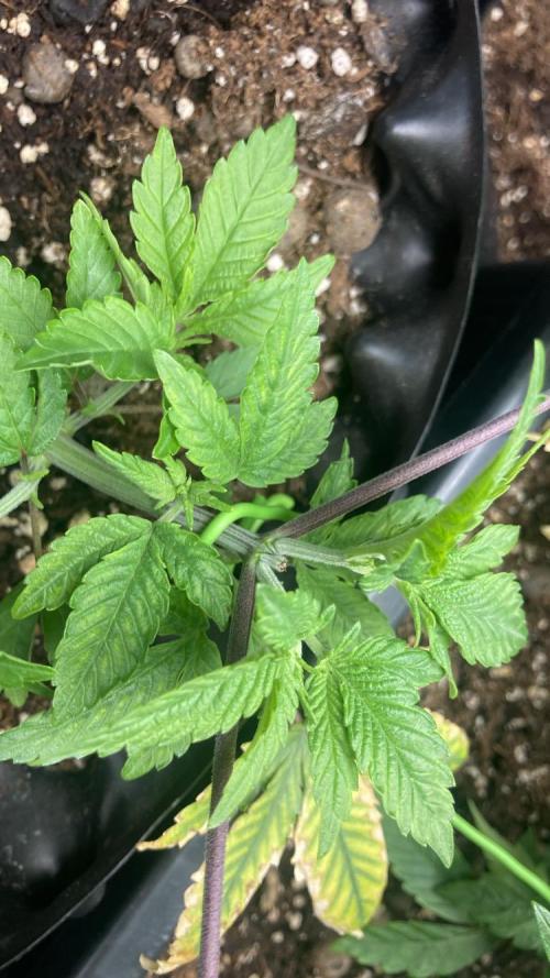 BLUE ZUSHI 🔵🍣. Week 5