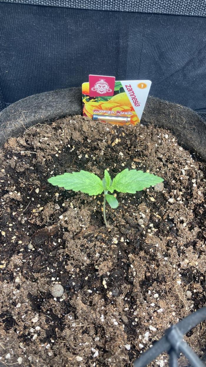 MANGO KUSH. Week 1