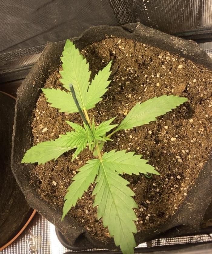 Mimosa Sunrise 🍊XXL. Week 2
