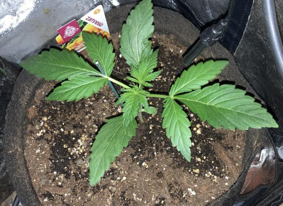 MANGO KUSH. Week 2