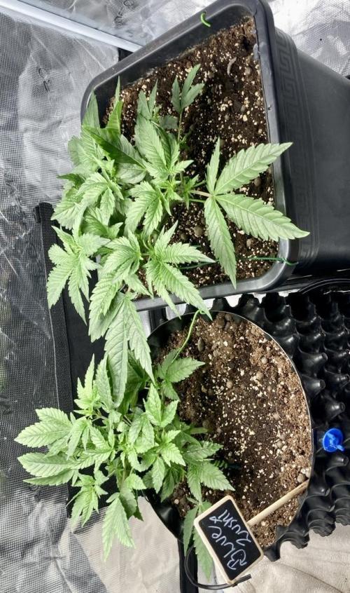 BLUE ZUSHI 🔵🍣. Week 6