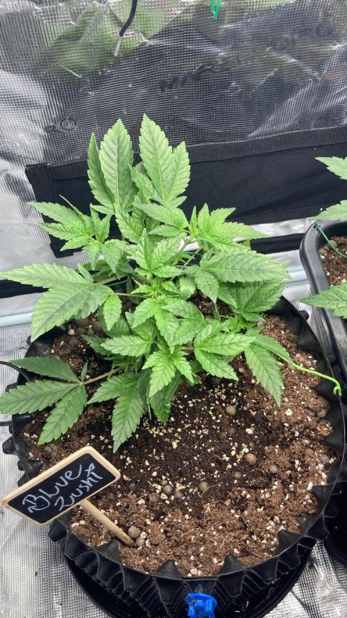 BLUE ZUSHI 🔵🍣. Week 6