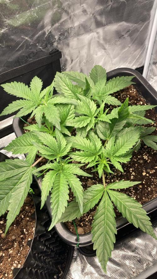 BLUE ZUSHI 🔵🍣. Week 6