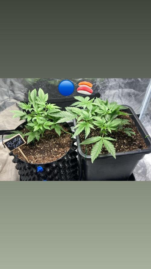 BLUE ZUSHI 🔵🍣. Week 6