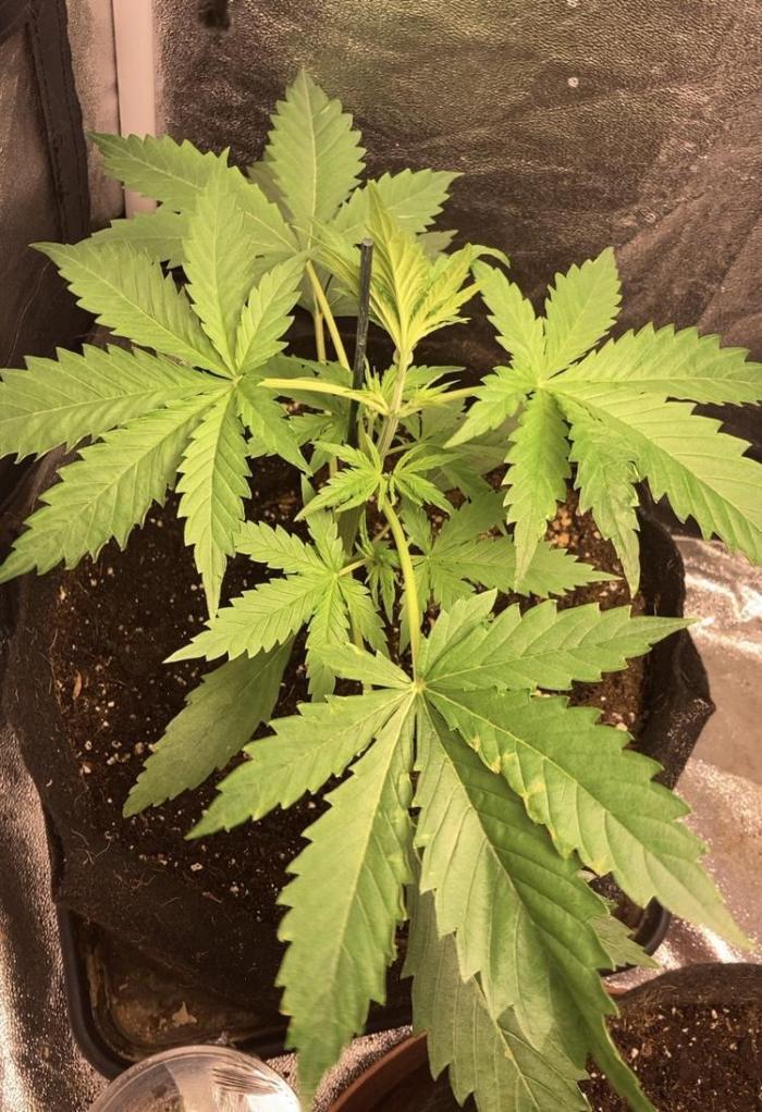 Mimosa Sunrise 🍊XXL. Week 3