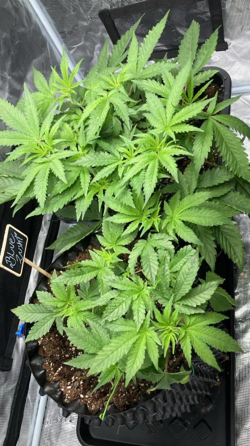 BLUE ZUSHI 🔵🍣. Week 7