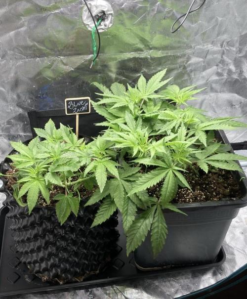 BLUE ZUSHI 🔵🍣. Week 7