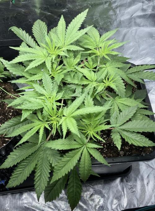 BLUE ZUSHI 🔵🍣. Week 7