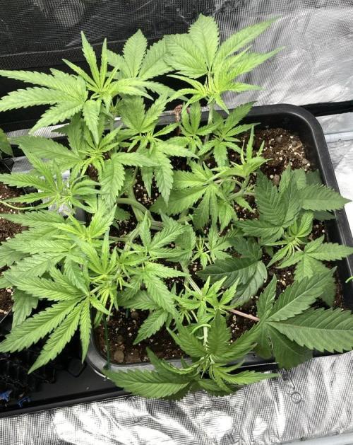 BLUE ZUSHI 🔵🍣. Week 7