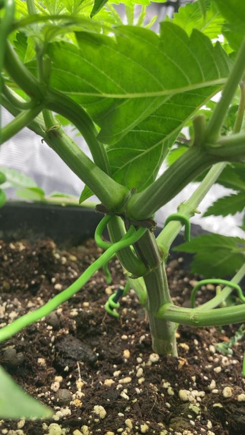 BLUE ZUSHI 🔵🍣. Week 7