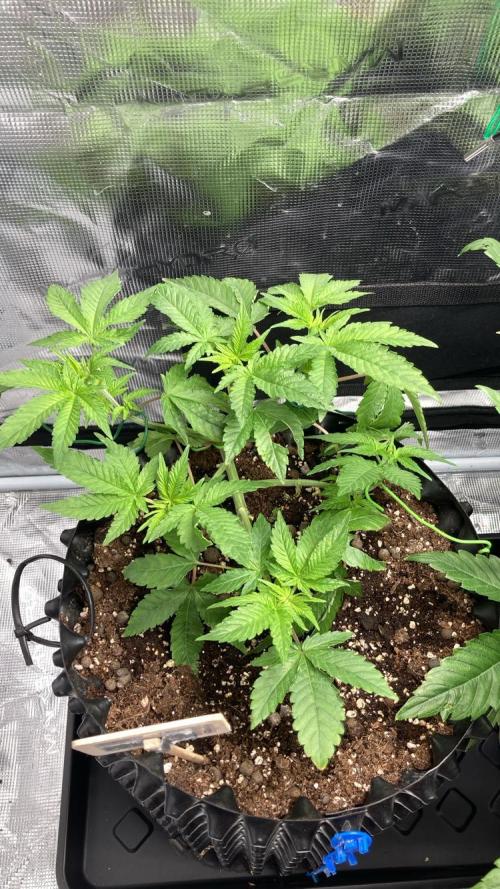 BLUE ZUSHI 🔵🍣. Week 7