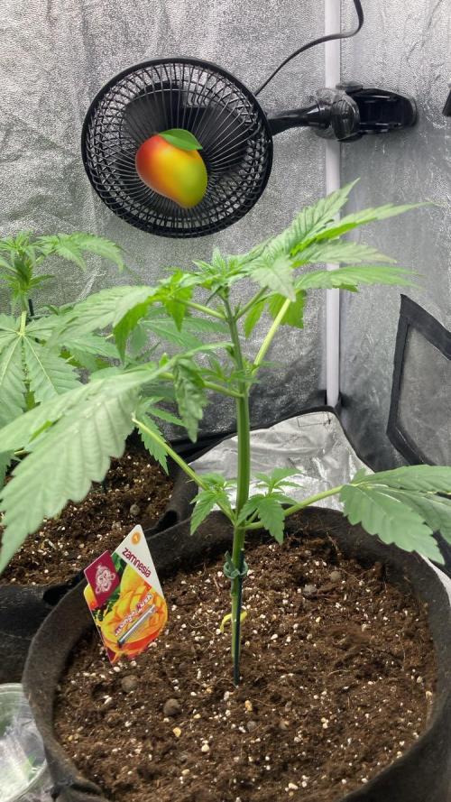 MANGO KUSH. Week 3