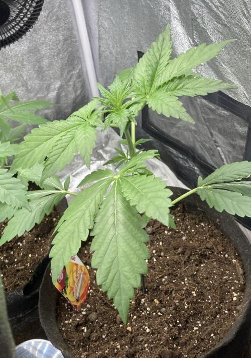MANGO KUSH. Week 3