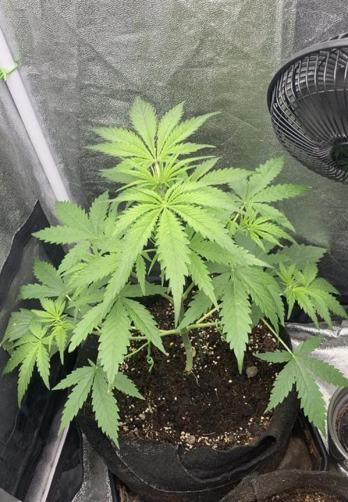 Mimosa Sunrise 🍊XXL. Week 4