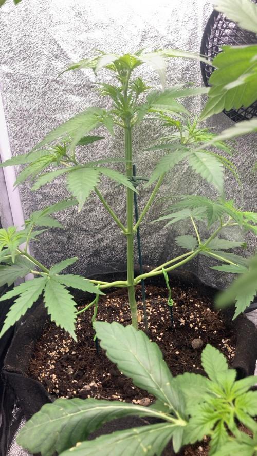 Mimosa Sunrise 🍊XXL. Week 4