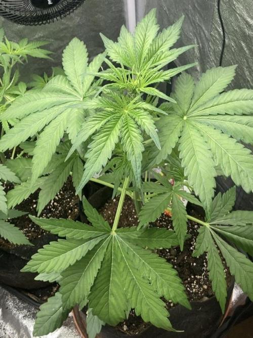 MANGO KUSH. Week 4 - Before cut