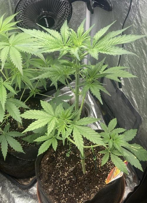 MANGO KUSH. Week 4 - After cut 