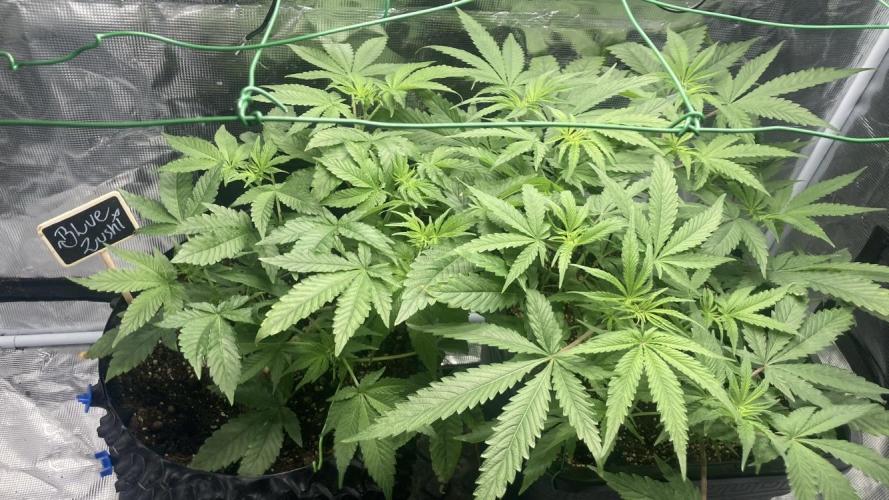 BLUE ZUSHI 🔵🍣. Week 8