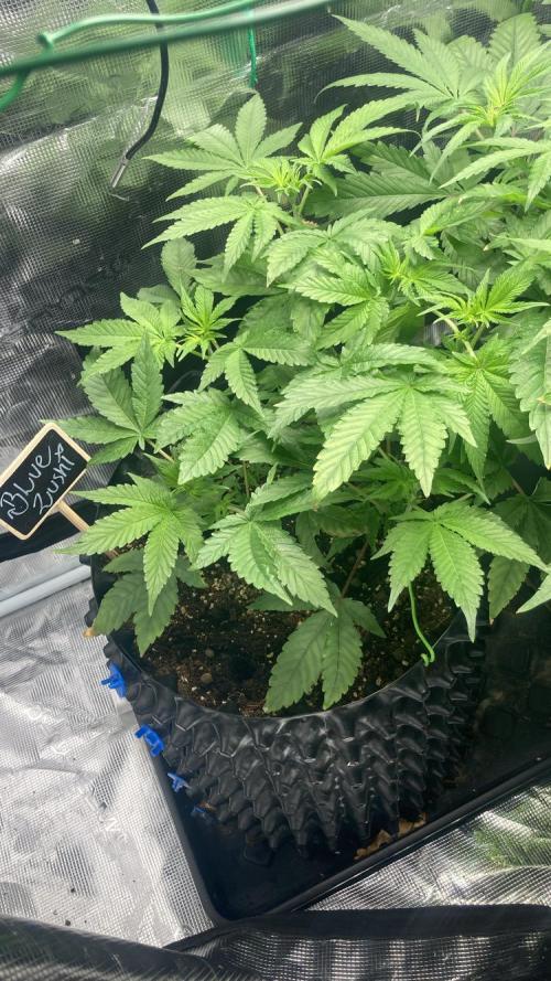 BLUE ZUSHI 🔵🍣. Week 8
