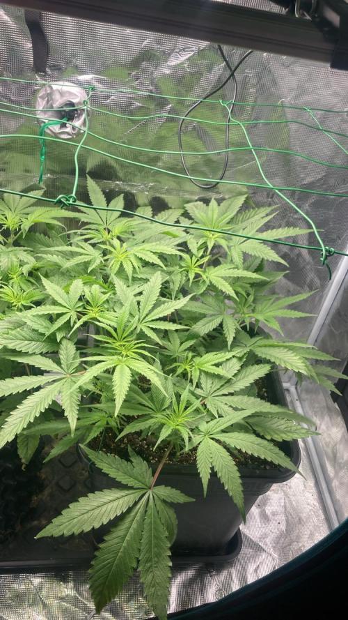 BLUE ZUSHI 🔵🍣. Week 8