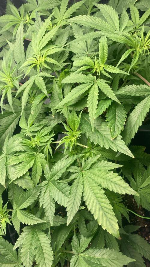 BLUE ZUSHI 🔵🍣. Week 8