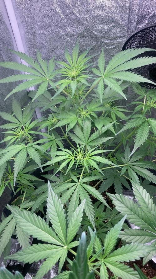 Mimosa Sunrise 🍊XXL. Week 5