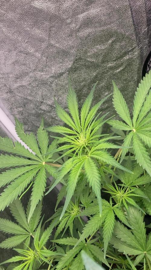 Mimosa Sunrise 🍊XXL. Week 5
