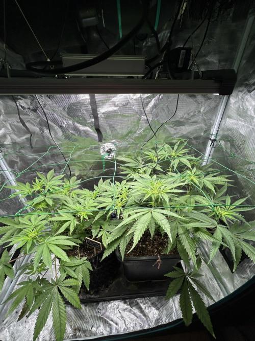 BLUE ZUSHI 🔵🍣. Week 9