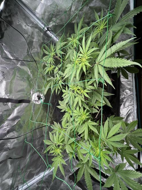 BLUE ZUSHI 🔵🍣. Week 9