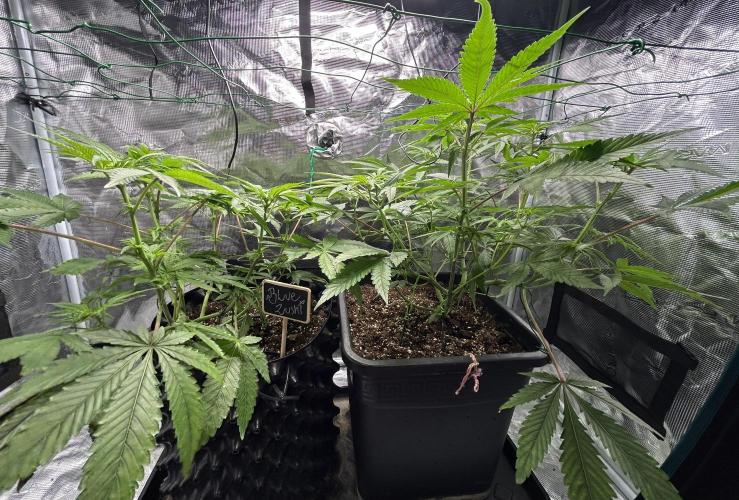 BLUE ZUSHI 🔵🍣. Week 9